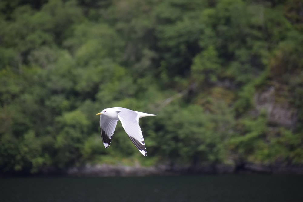 a bird flying over water