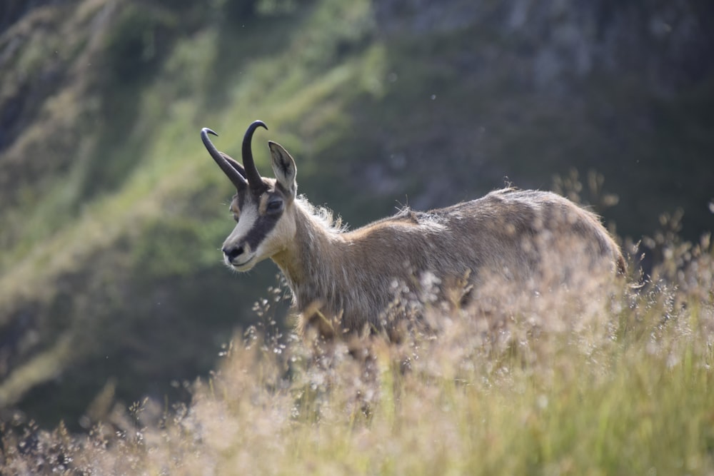 um animal com chifres deitado em uma área gramada