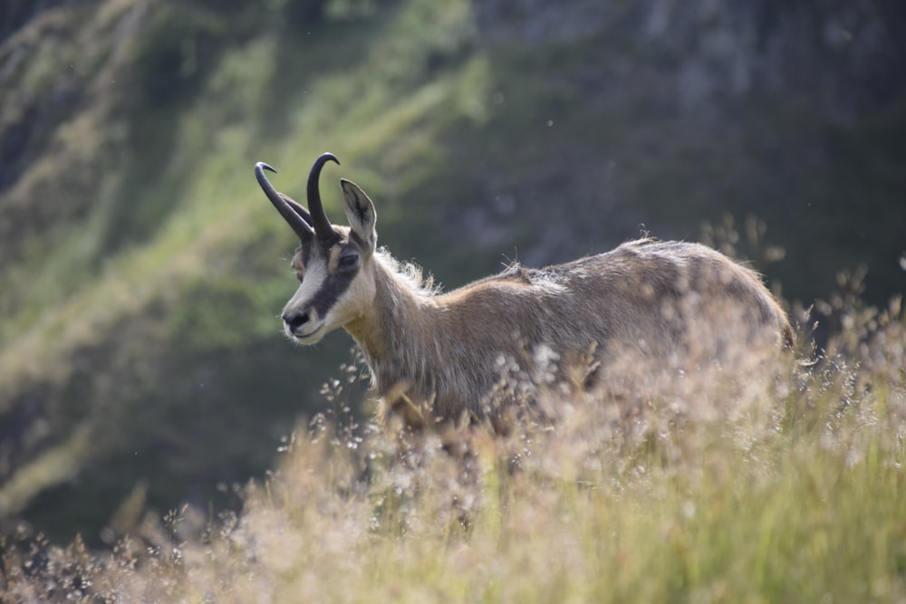 a horned animal lying down in a grassy area