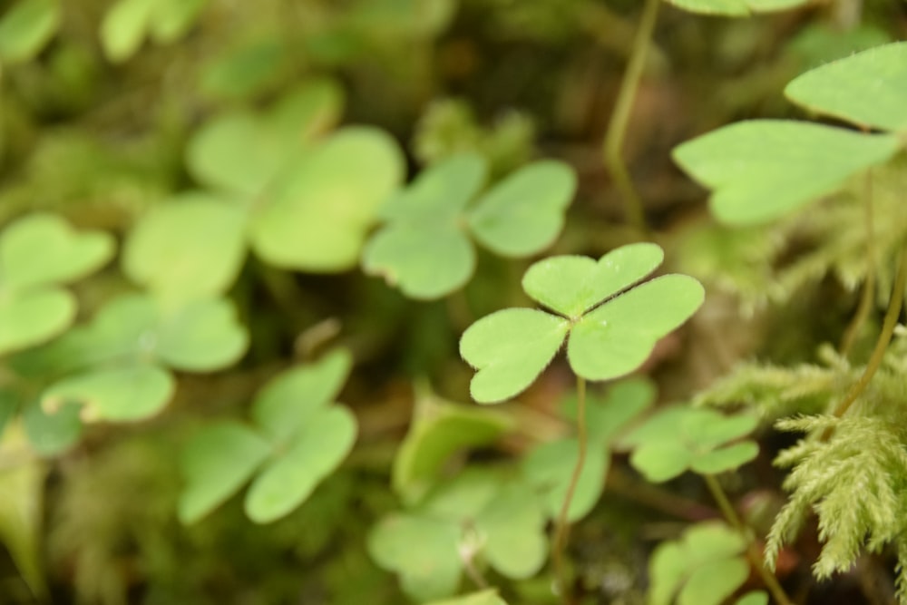 close up of green leaves