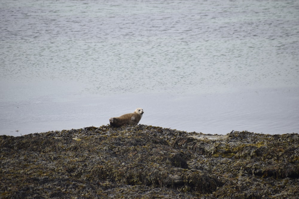 a sheep on a rocky shore