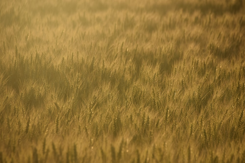 a field of wheat