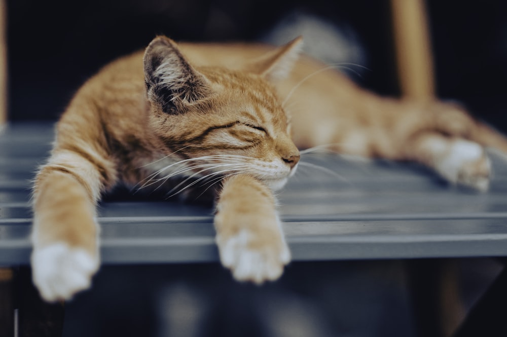 two cats lying on a table