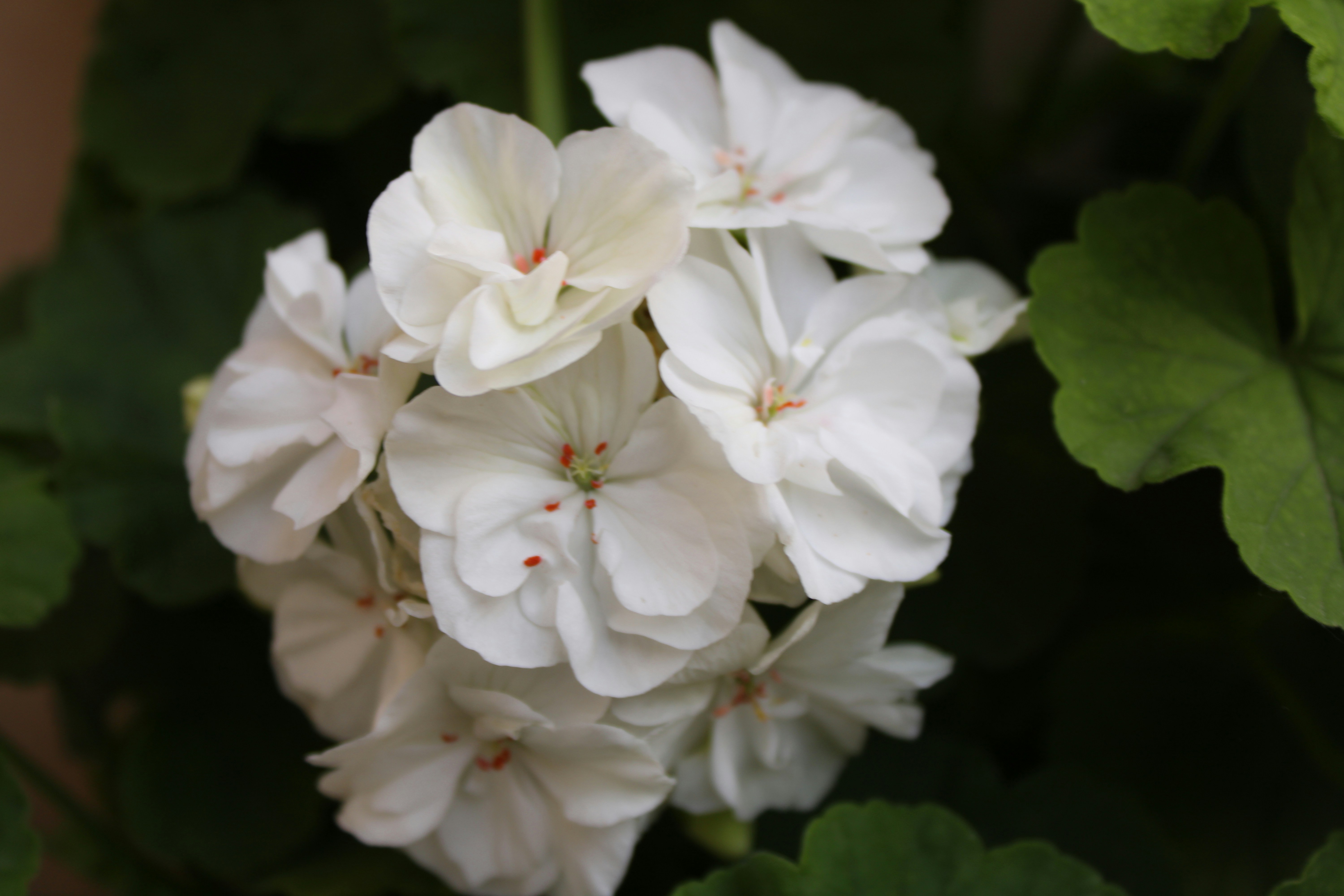 Photo by rashid_hamidov