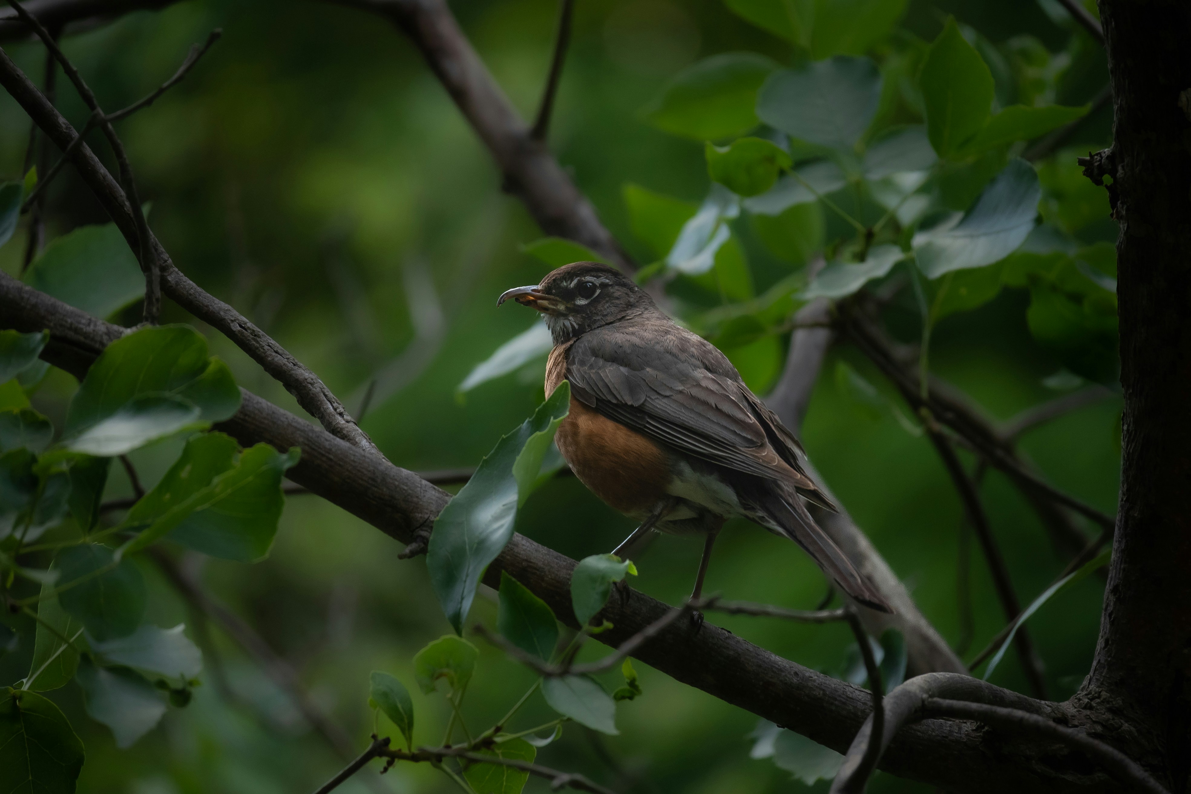 Photo by nickybertrand