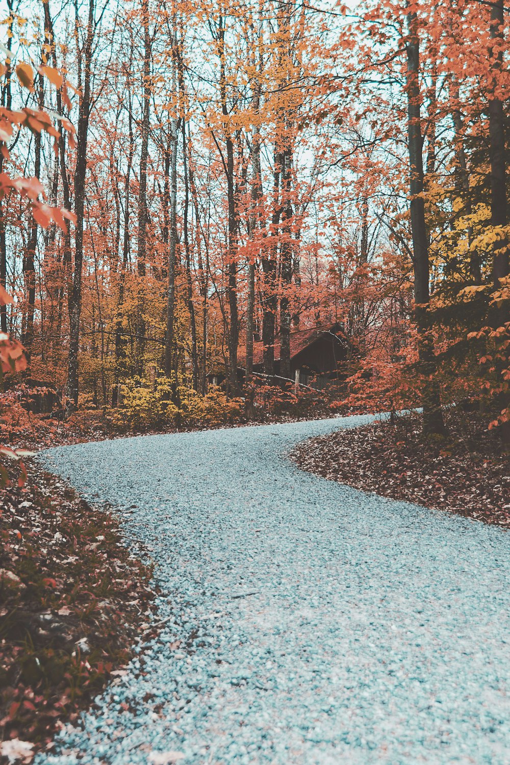 a road with trees on either side