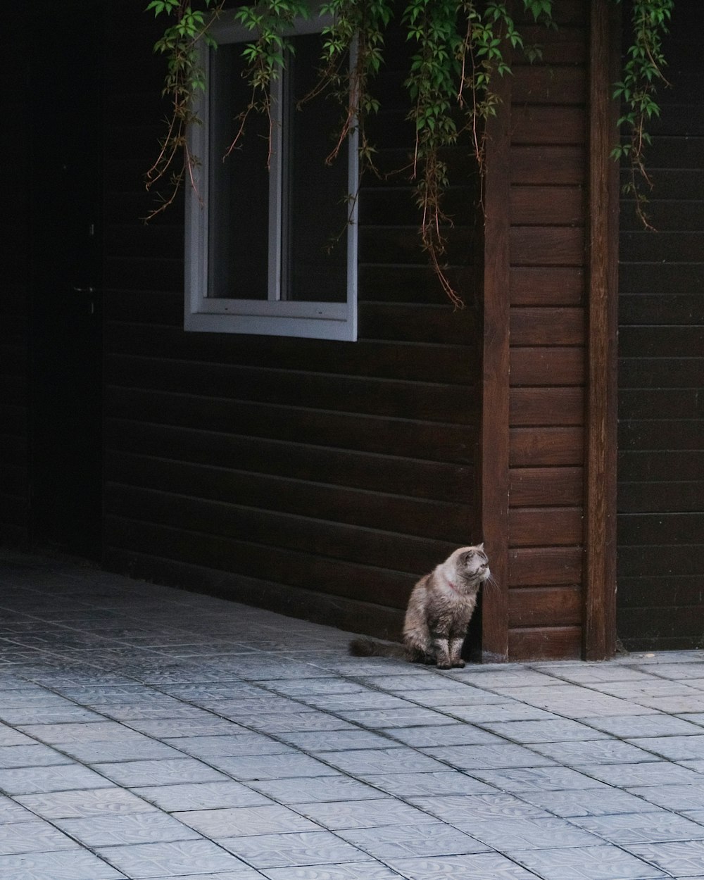 un chat assis à l’extérieur d’une maison