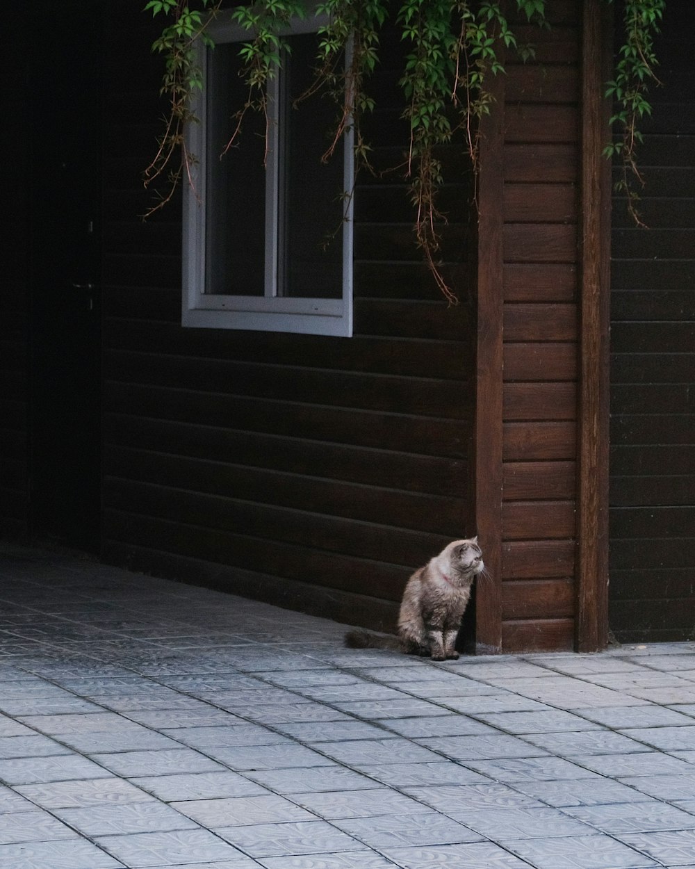 a cat sitting outside a house
