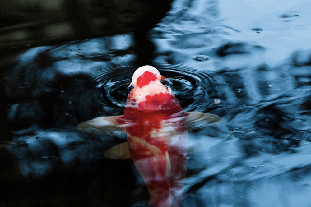 a red object in water