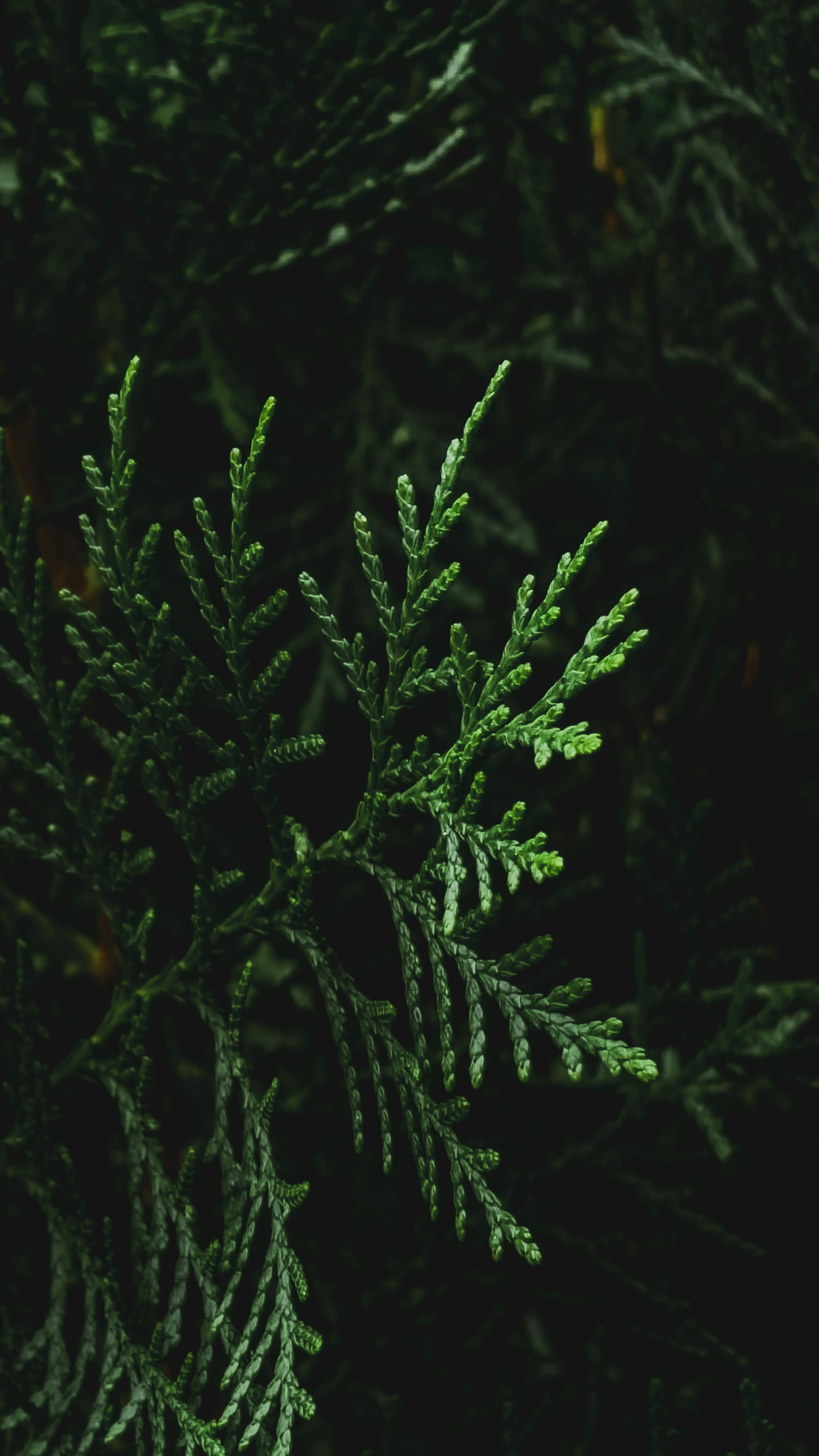 Photo by budihalsuhas1997