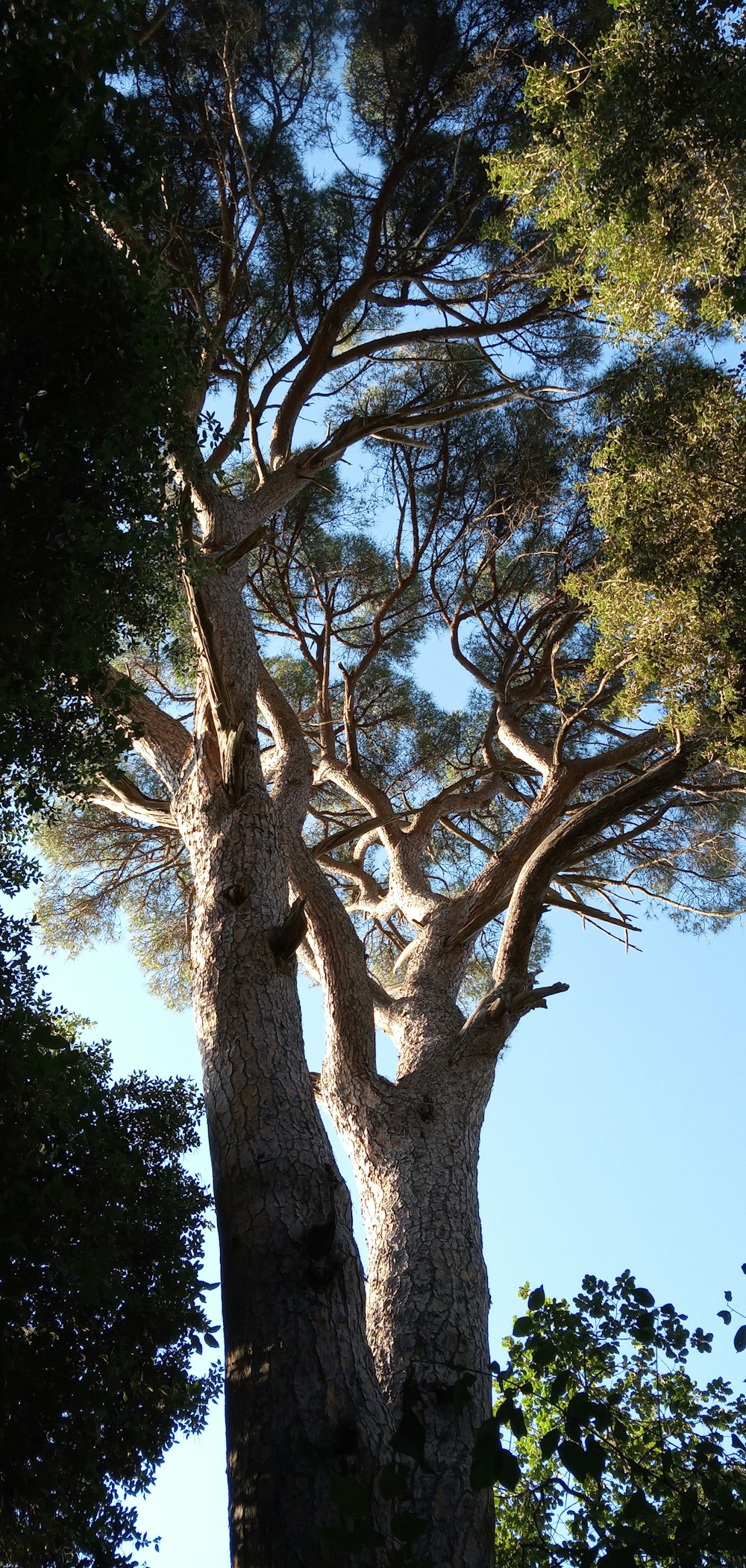 Un árbol alto con muchas ramas