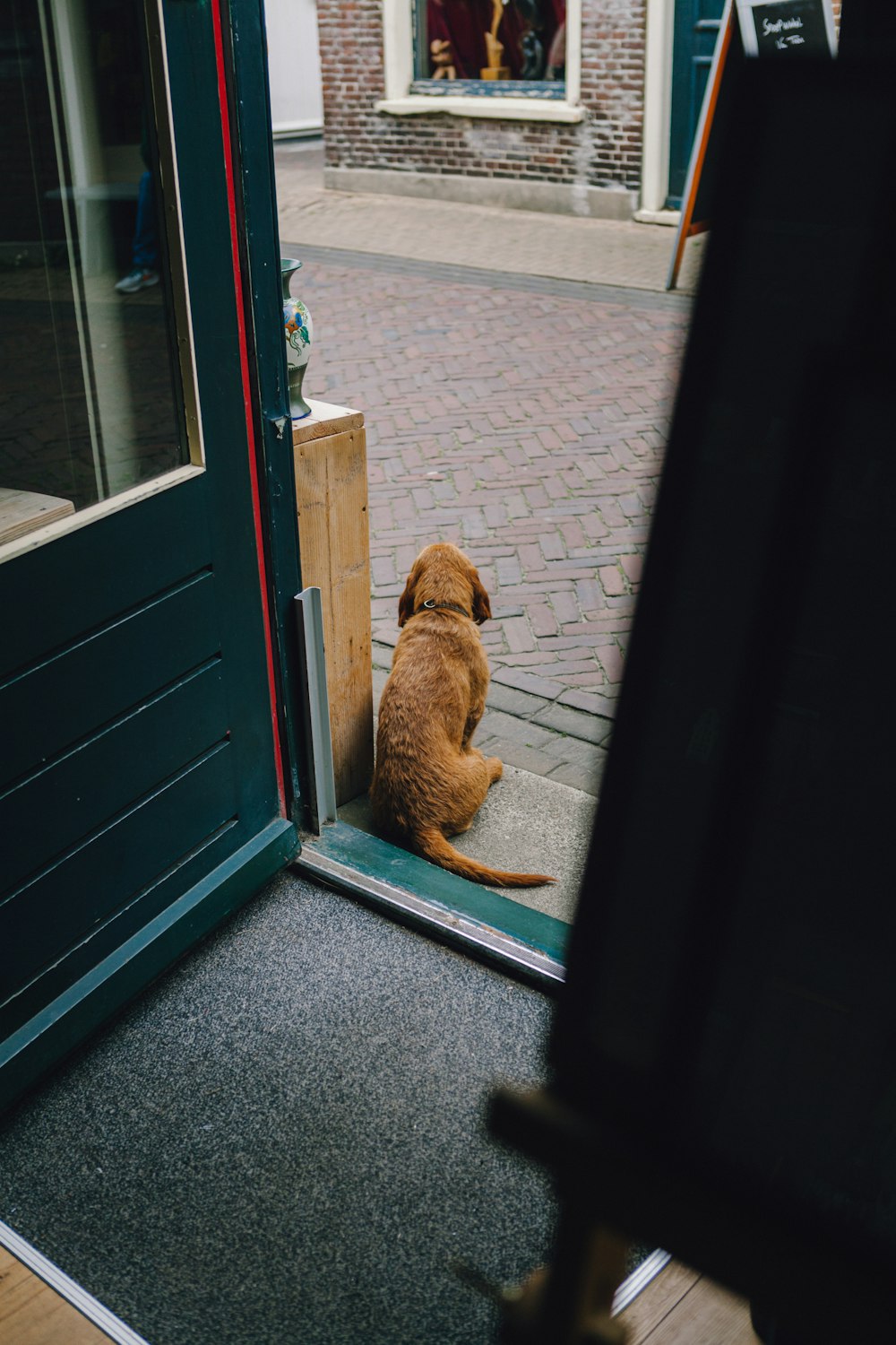 a dog sitting on a chair