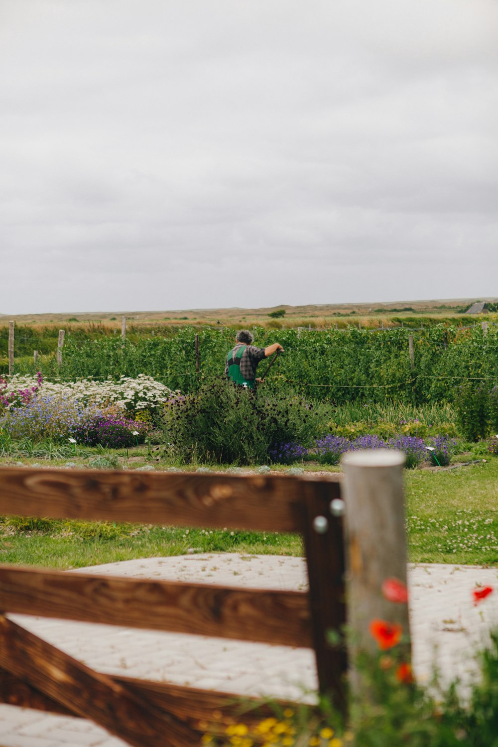 a person in a field of plants