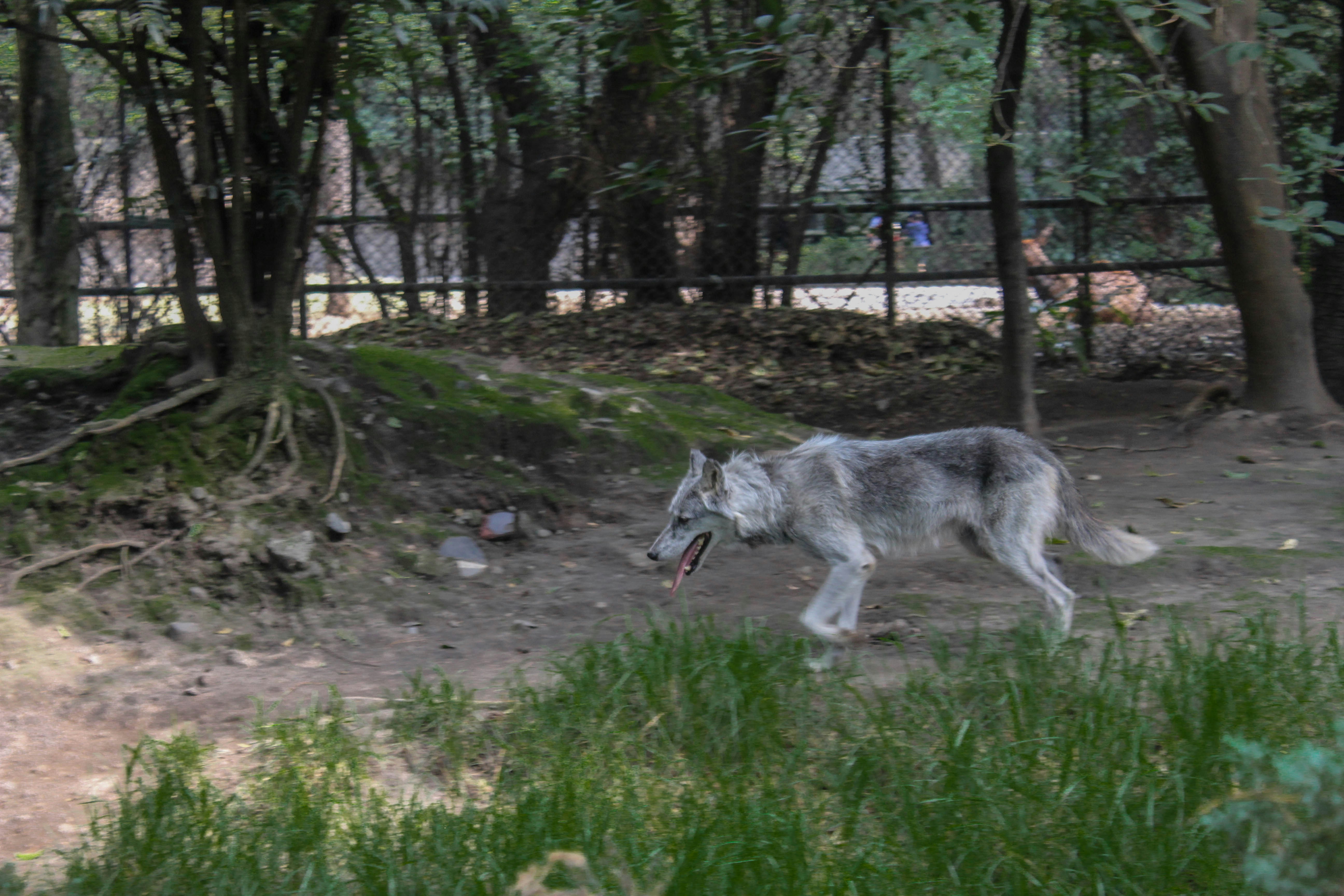 De Wolf Park