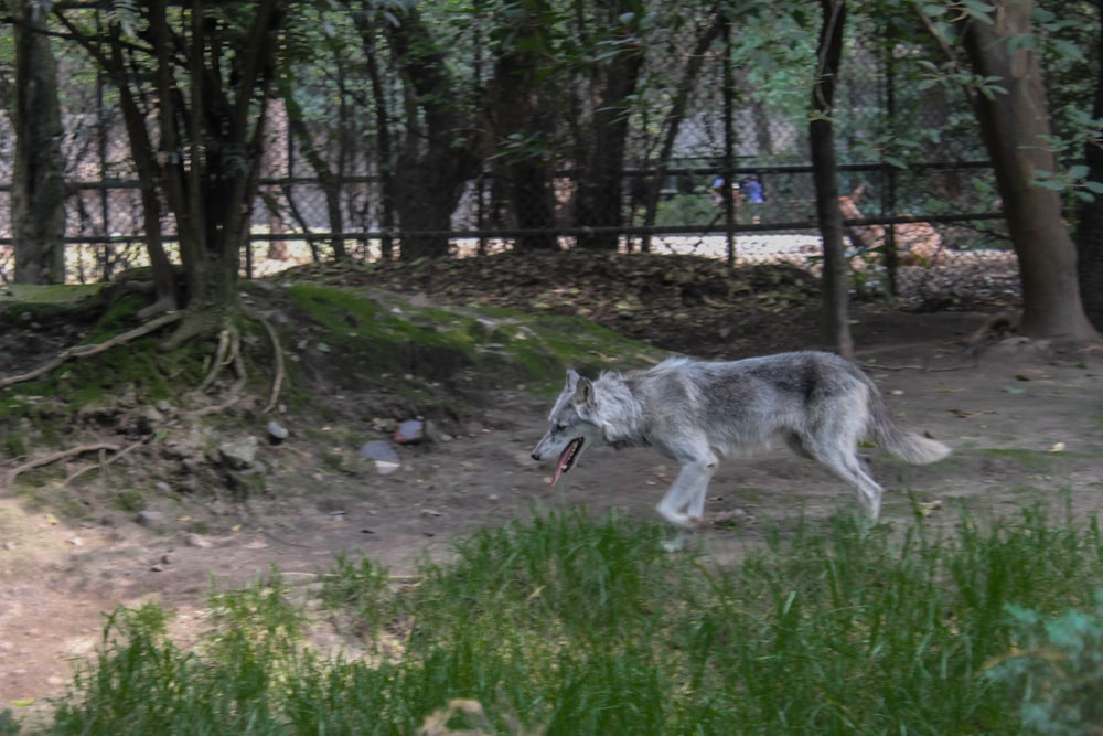 a tiger walking in a zoo