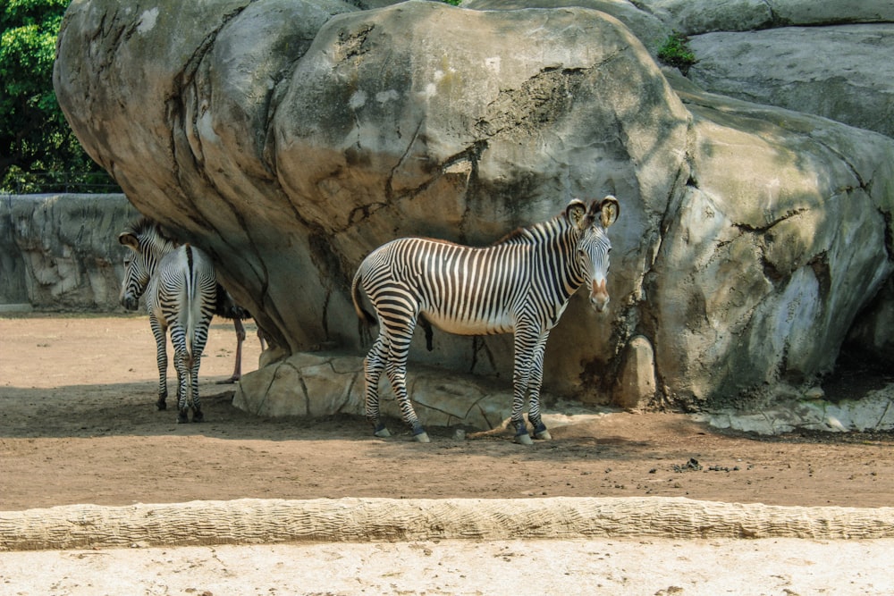 um par de zebras em uma exposição de zoológico