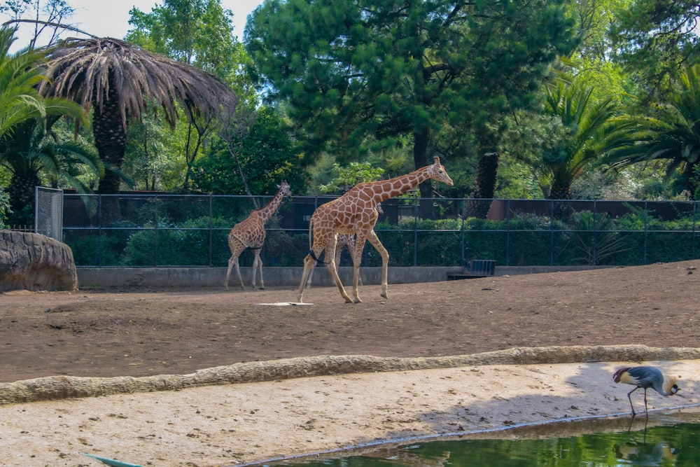 giraffes walking around in an enclosure