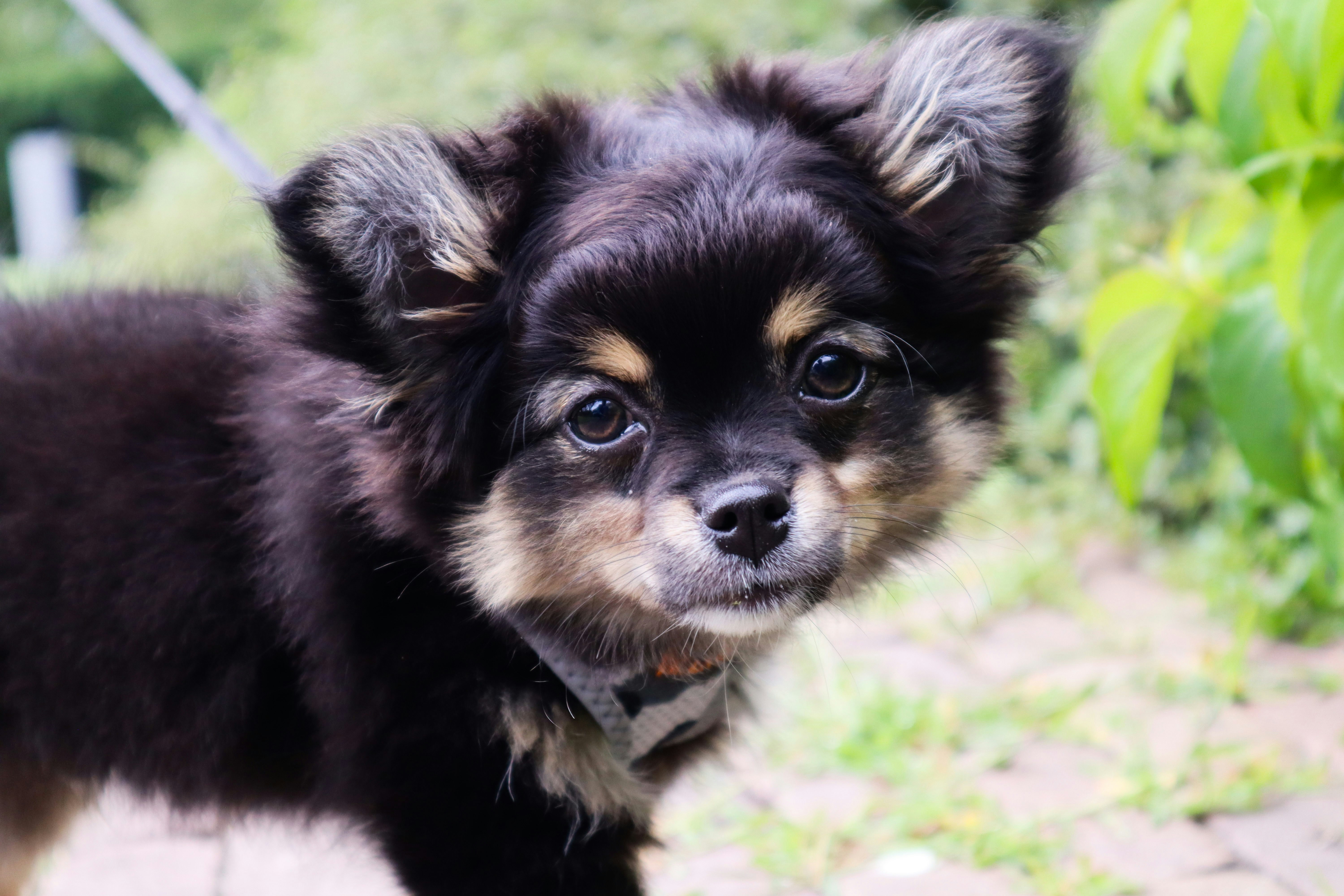pomchi