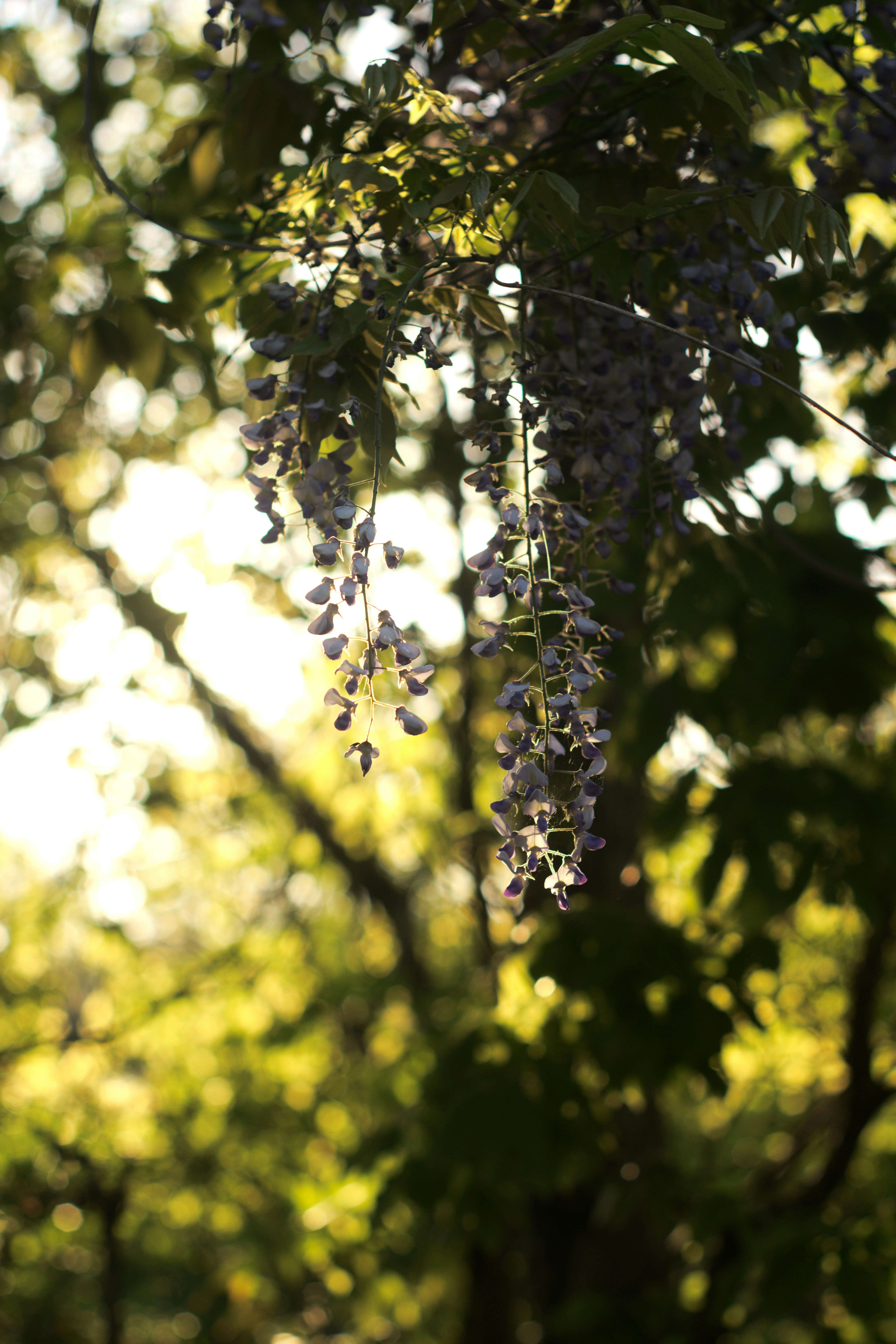 Photo by toochi_hise