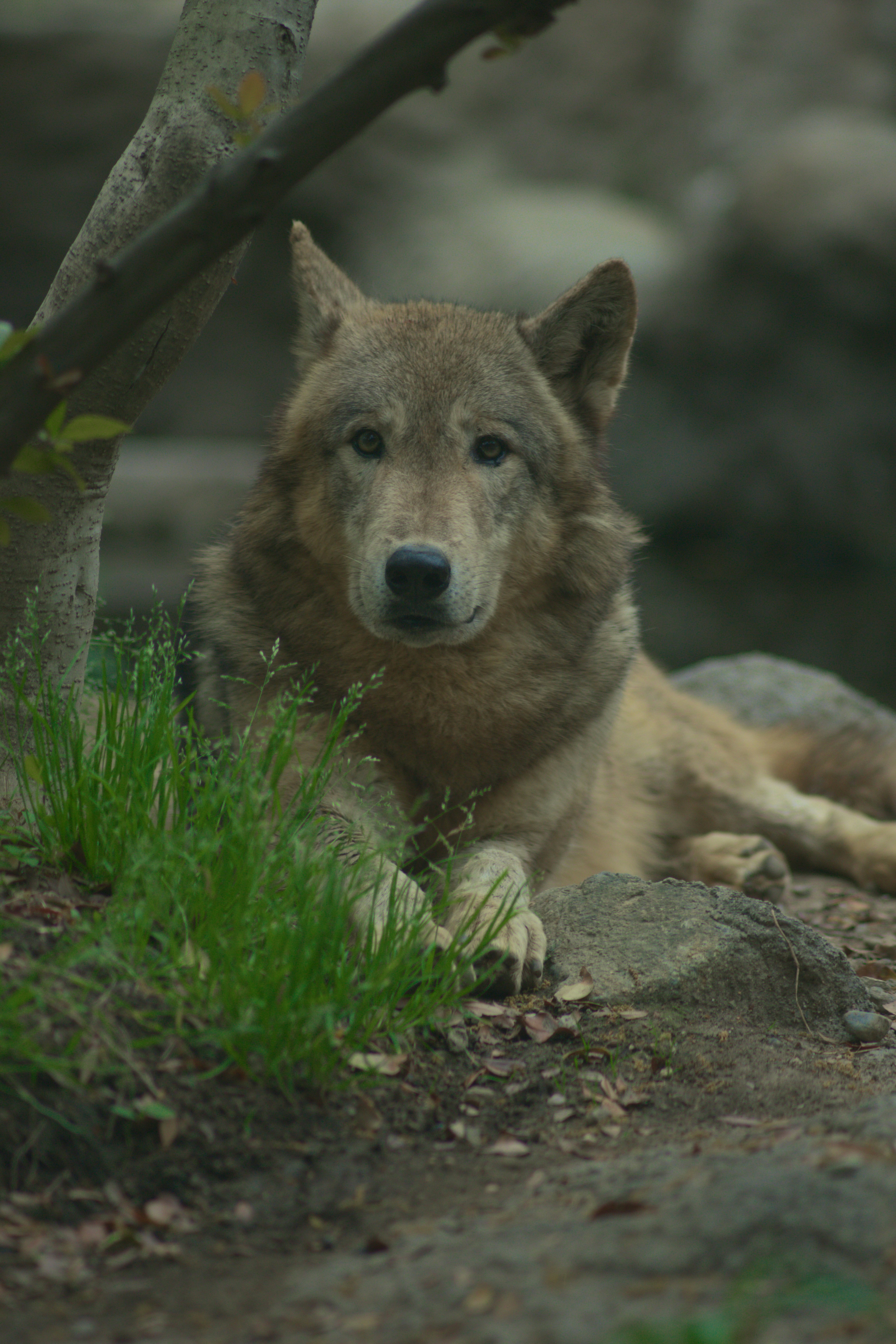 Photo by toochi_hise