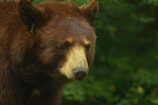 A close-up shot of a curious bear peeking through dense forest foliage.