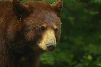 A close-up of an Andean bear in its misty cloud forest habitat, surrounded by lush green foliage.