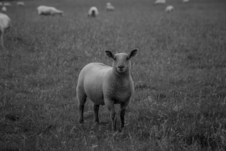A striking image of a black sheep standing out in a flock.