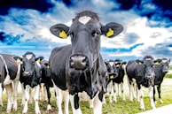 Dairy Animal Nutritional Products 