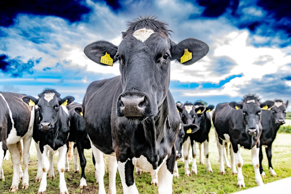 a group of cows standing in a field