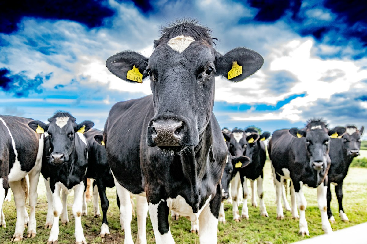 Bulk Milk Coolers in Bangladesh: Cooling Infrastructure for a Growing Dairy Sector