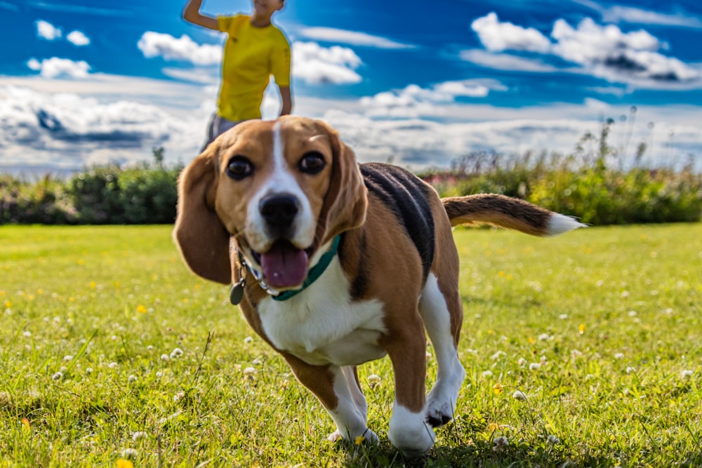 Un chien courant sur l’herbe