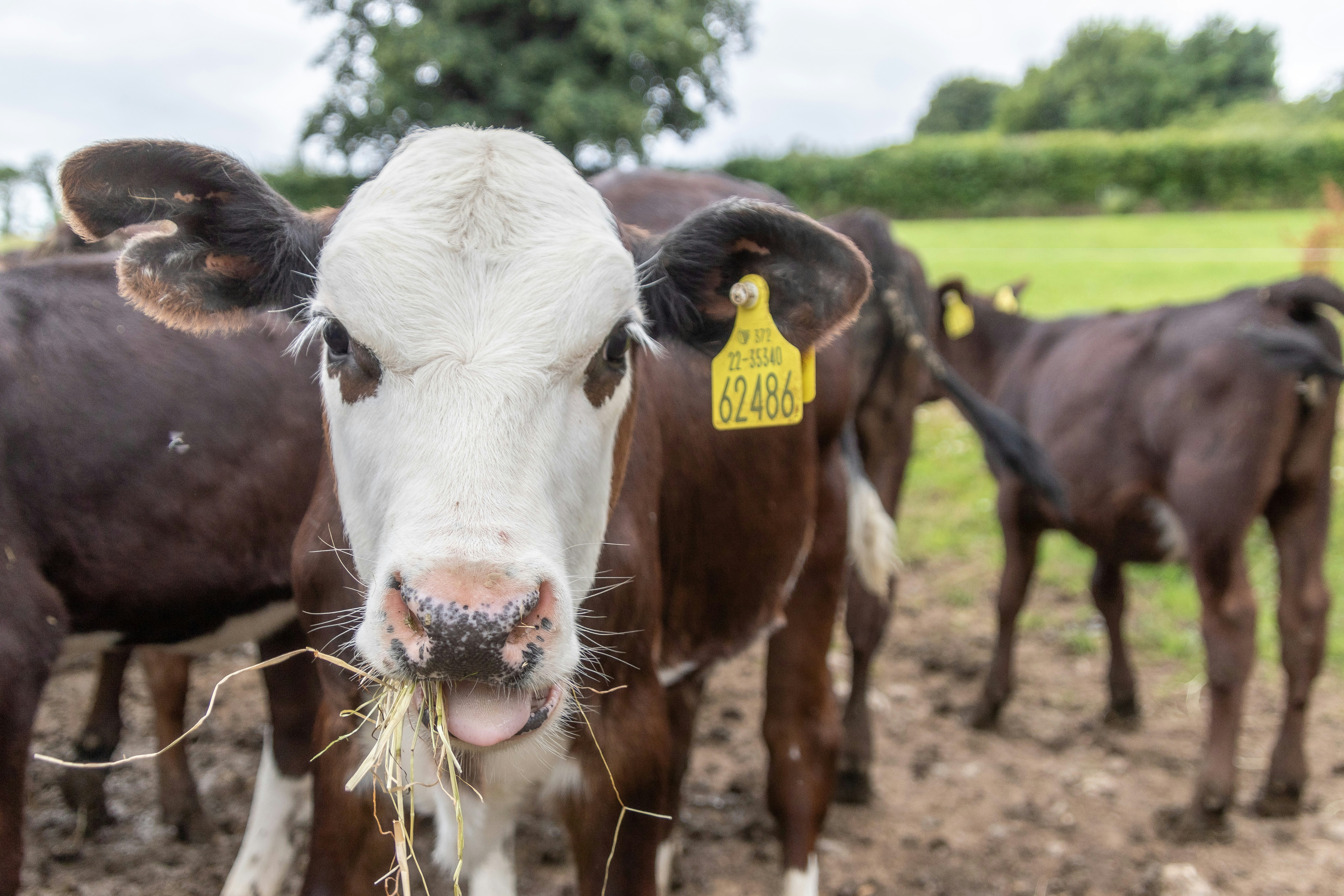Eine Gruppe Kühe steht auf einem Feld
