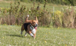 A pet sitter playing fetch with an energetic beagle in a sunny park.