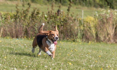 A playful beagle running energetically through a grassy field