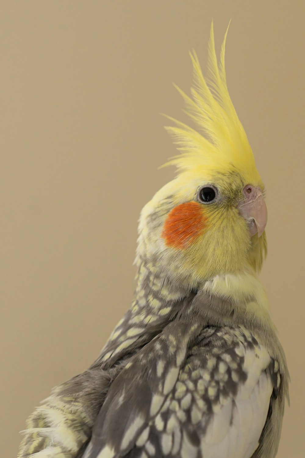 a bird with a yellow head