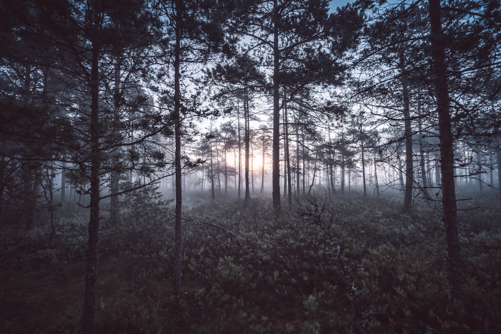 a forest with trees