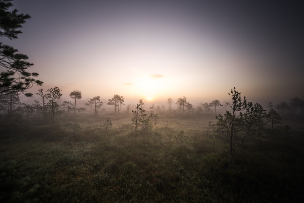 a foggy field with trees