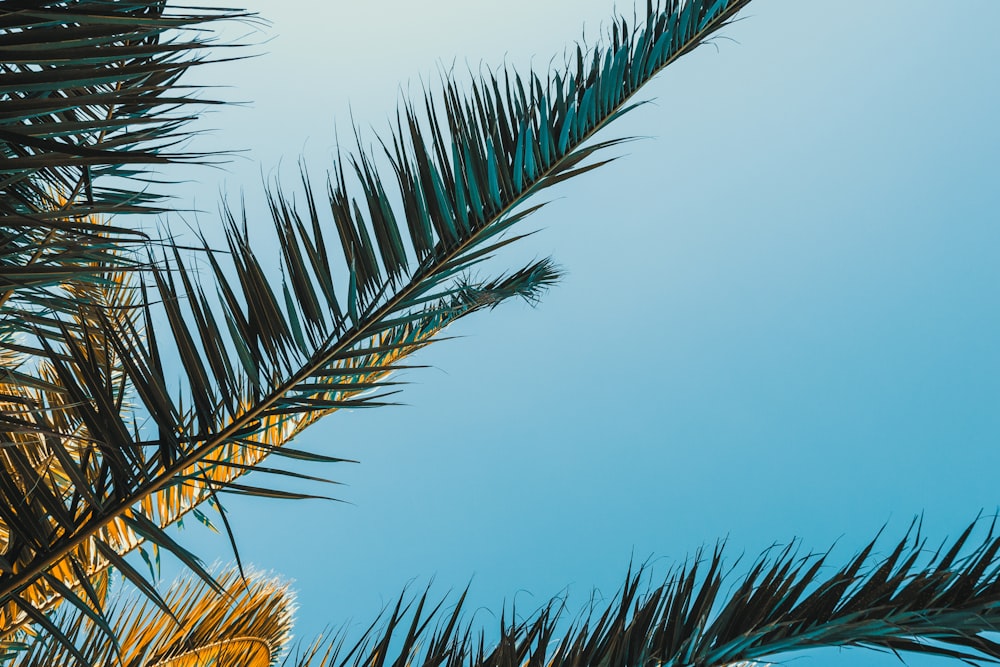 a close-up of some palm trees