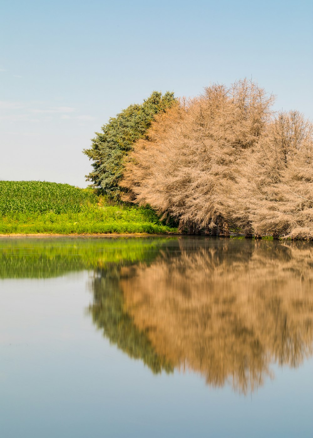 a body of water with trees on the side