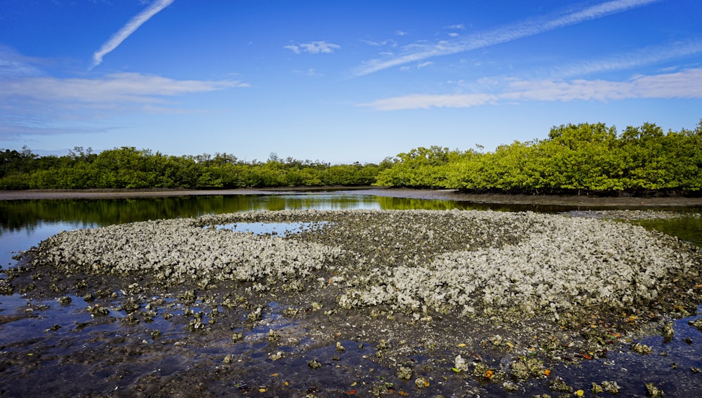 a body of water with trees in the background