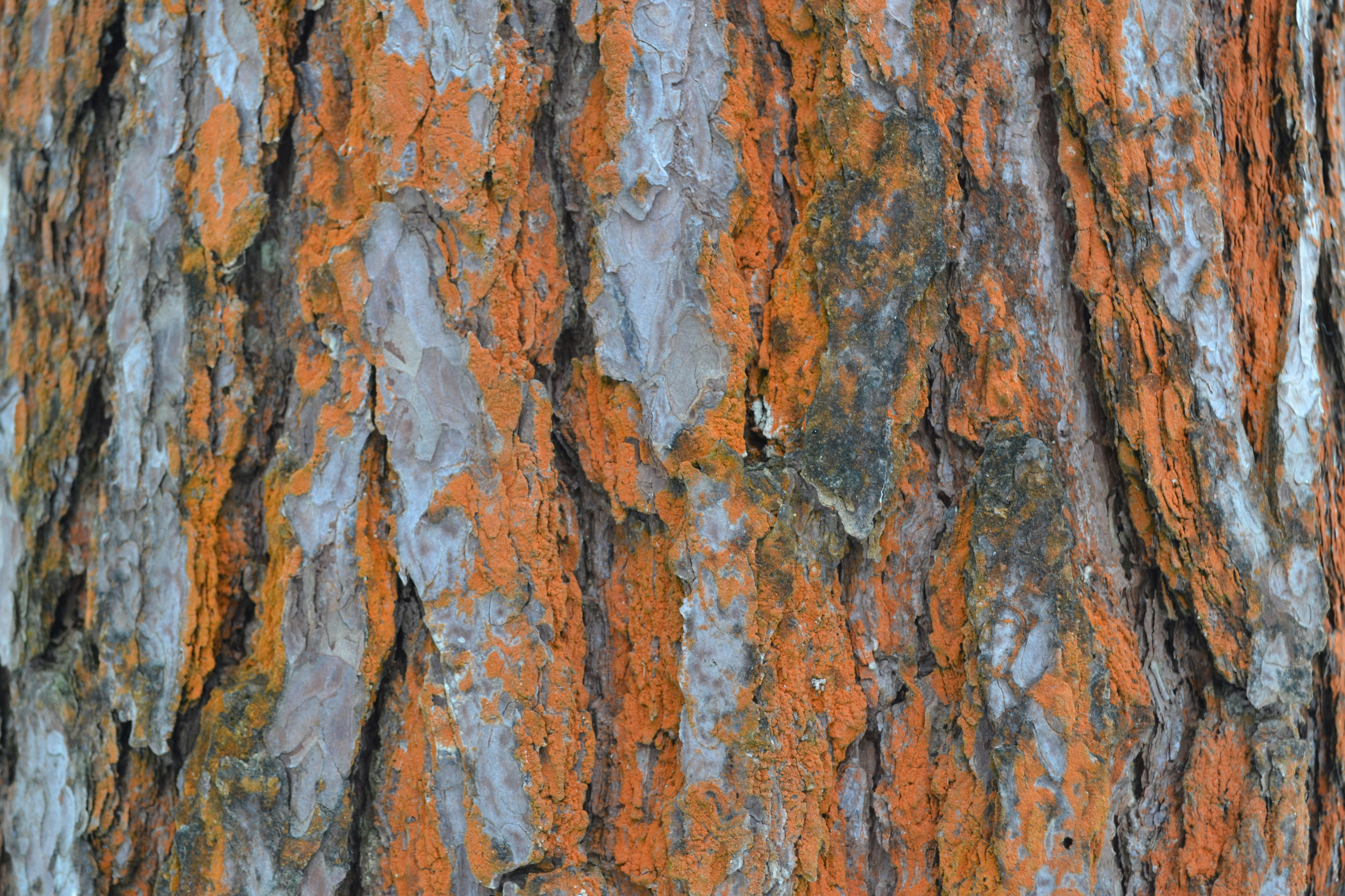 Corruption in Russia