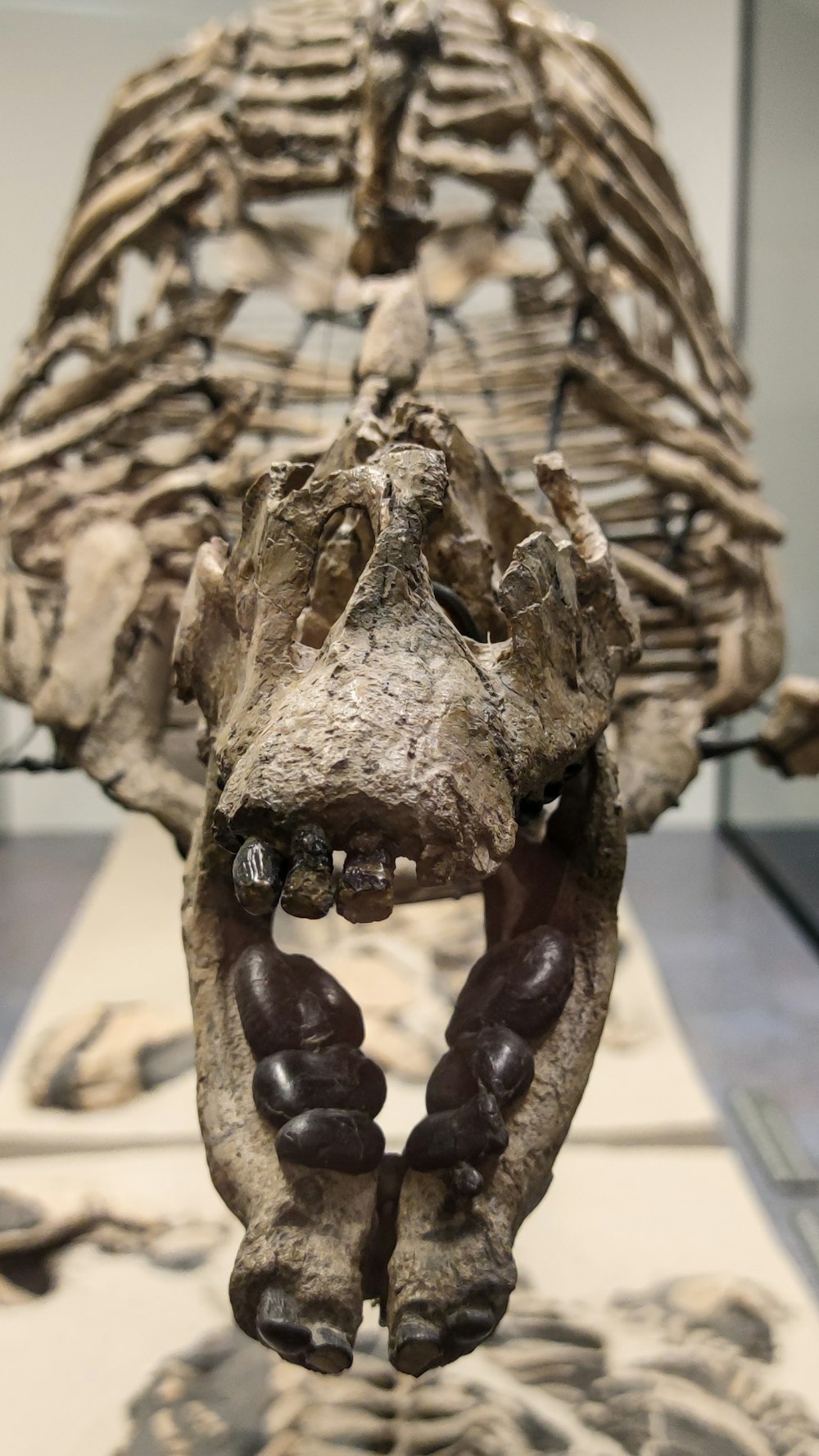 a skull of an animal
