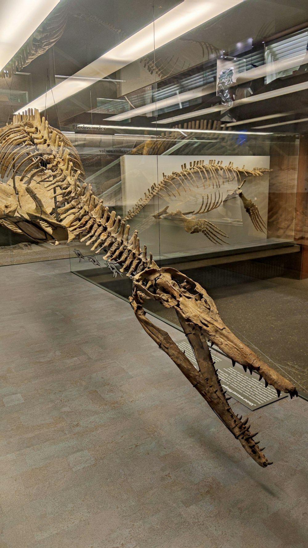 a skeleton of an animal