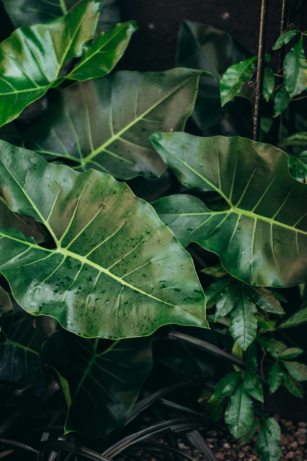 a group of green leaves