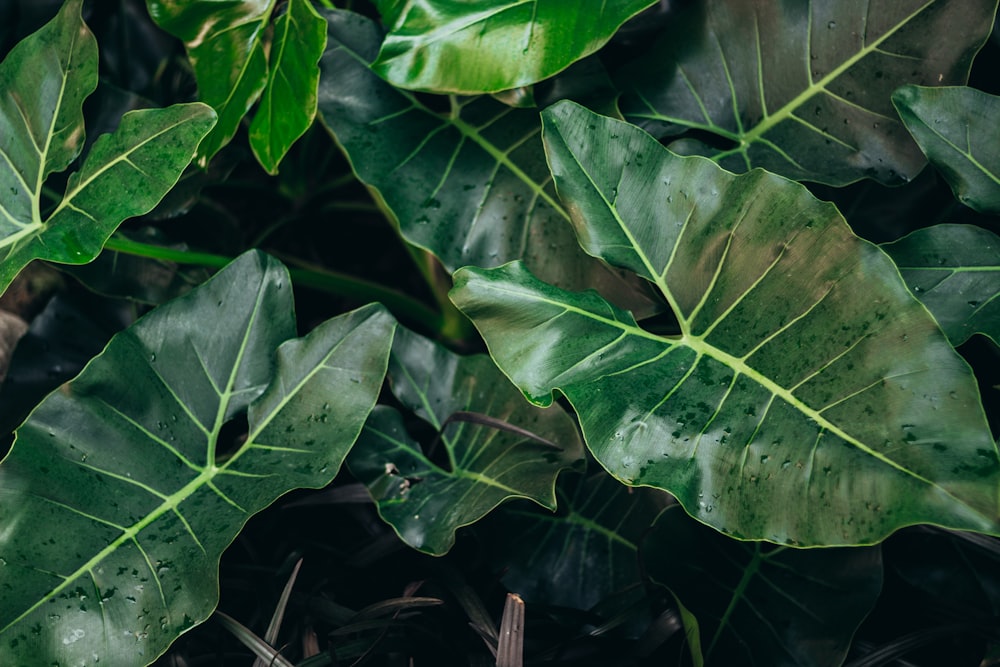 a close up of some leaves