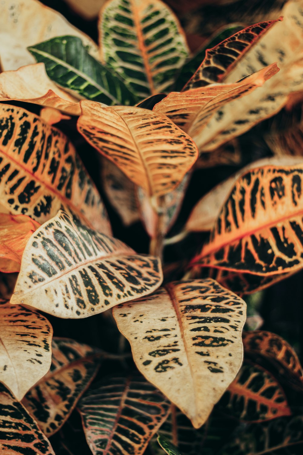 a group of brown and white leaves