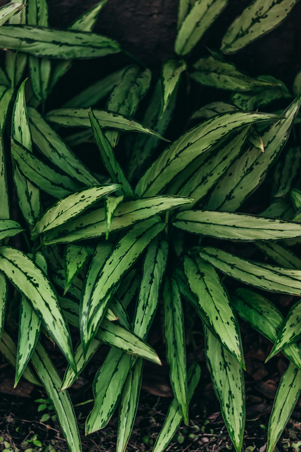 a group of green plants