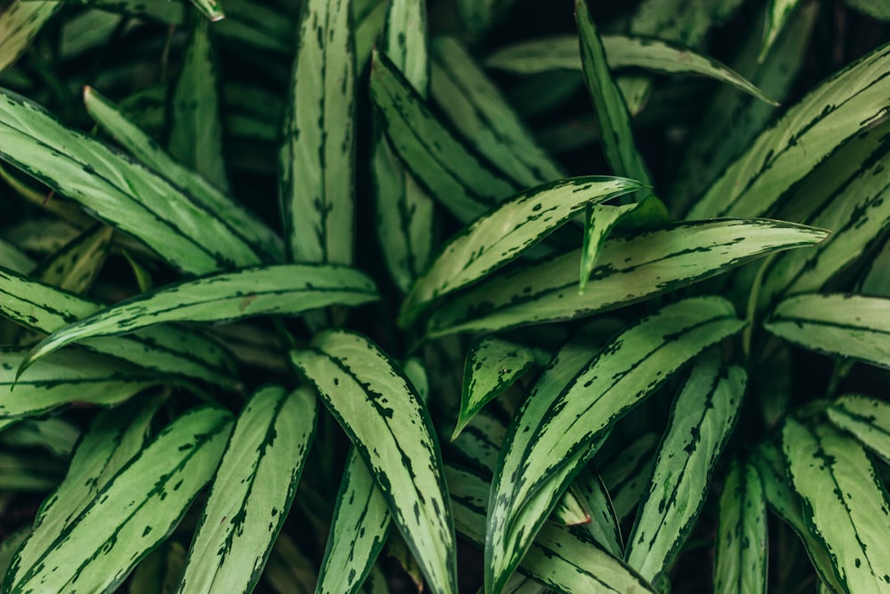 Un groupe de plantes vertes