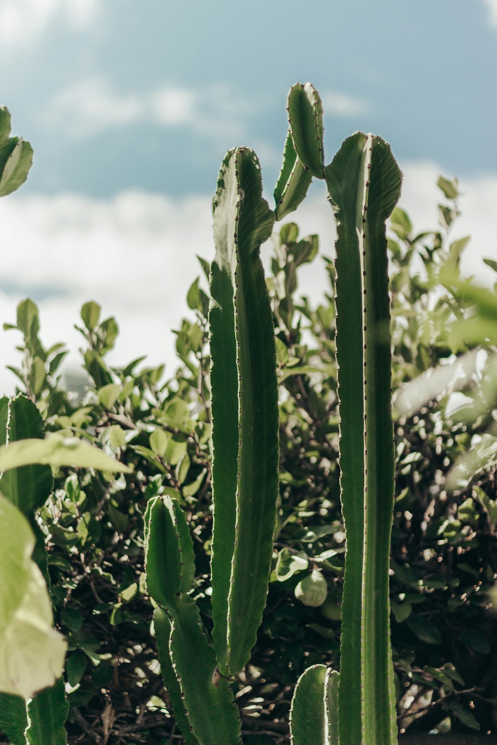 a close-up of a cactus