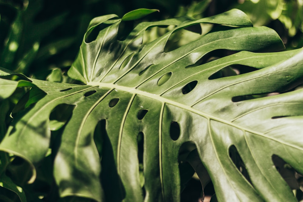 a close up of a leaf